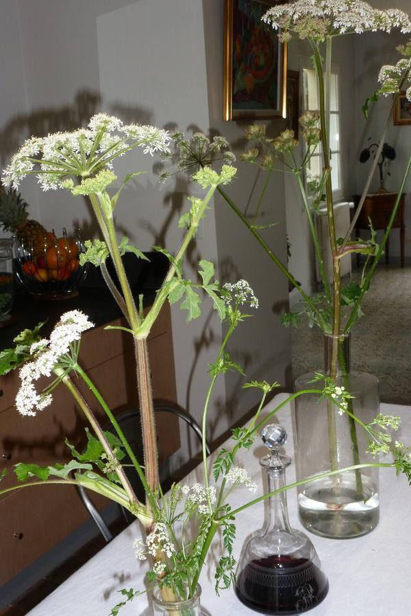 Le Petit Matin Bed & Breakfast Bayeux Exterior foto